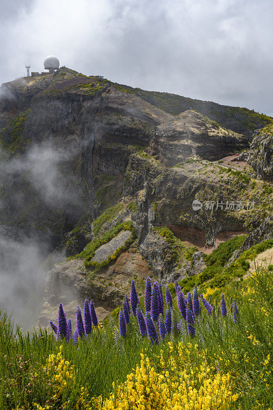 骄傲的马德拉花与云在马德拉岛的山在Pico do ariiro